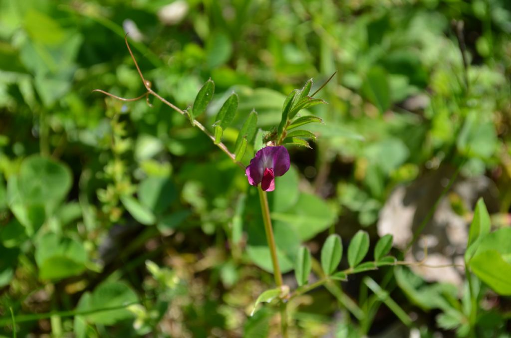Da determinare - Vicia sp.